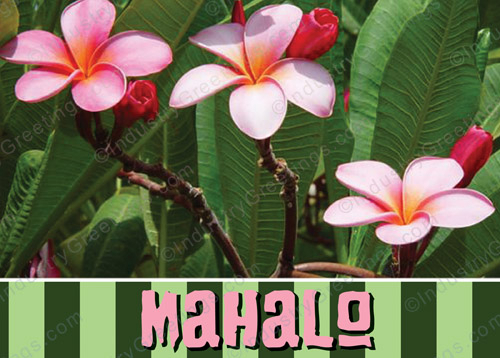 Mahalo Plumeria Thank You Card